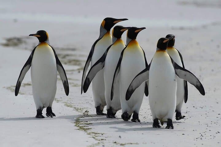 Cape Point & Boulders Beach Penguins: Full-Day Cape Peninsula Tour photo 5