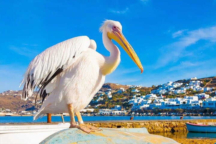 Private Full-Day Mykonos Tour from Athens — Windmills, Beaches & Petros