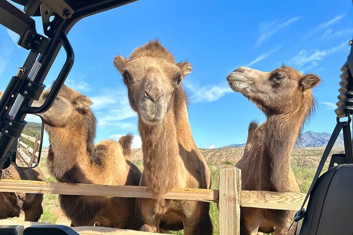 Las Vegas UTV Safari & Zoo Combo: Virgin River UTV Tour with Camel Encounter photo 4