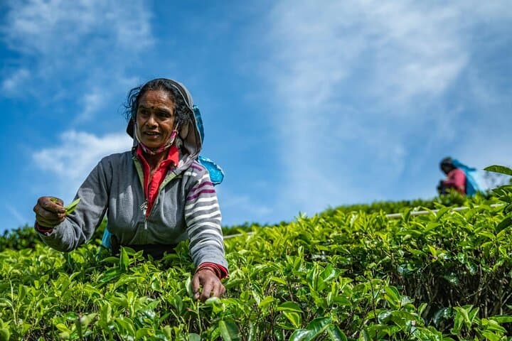 Tea Plucking and Factory Tour from Kandy — Pedro Tea Estate & Ramboda Falls