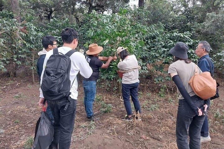 Coffee Tour by Agua Volcano: Plantation Visit & Tasting in Antigua Guatemala photo 1