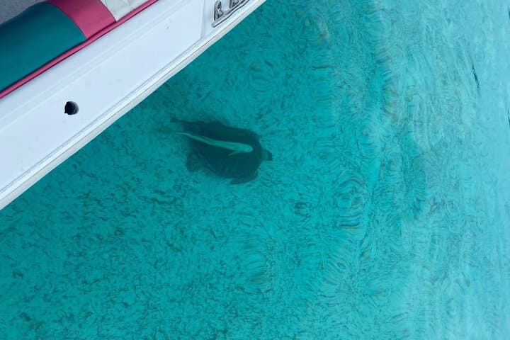 Half-Day Pigs, Turtles, and Snorkel — Paradise Island Boat Tour photo 4