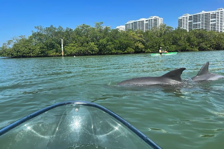 Clear Kayak Eco Tour at Wiggins Pass — Naples Clear Kayak Adventure