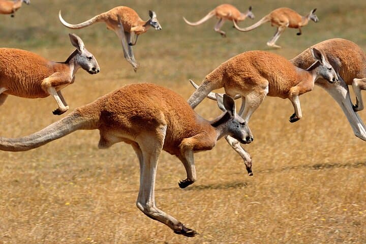 Brisbane Highlights & Lone Pine Koala Sanctuary: A Small-Group Shore Excursion photo 6