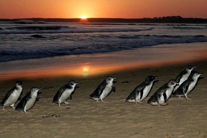 Melbourne to Phillip Island Penguin Parade: City Sights & Little Penguins Day Tour photo 1
