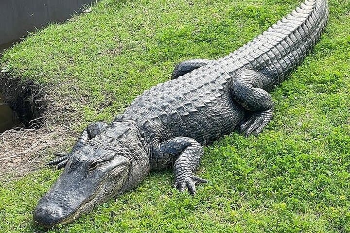 full-day-plantation-and-swamp-tour-new-orleans-from-jackson-square photo 4