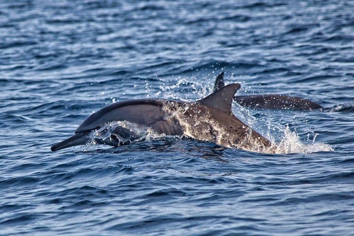 Sunrise Dolphins & Highland Temples: Lovina Beach to Bedugul Day Tour photo 5