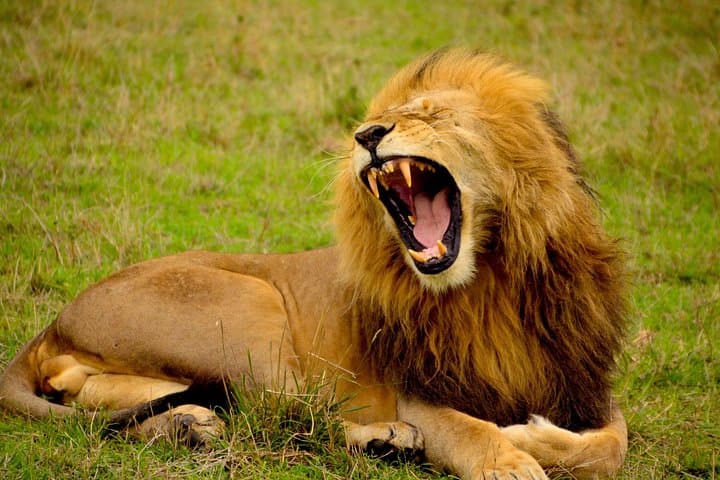 Budget 1-Day Tarangire Safari from Arusha — Elephants, Baobabs & Maasai Encounters