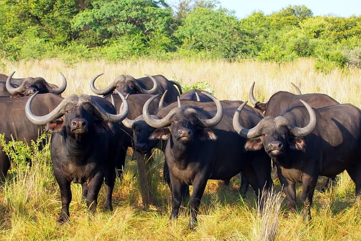 Budget 1-Day Tarangire Safari from Arusha — Elephants, Baobabs & Maasai Encounters photo 2