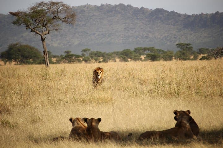 Budget 1-Day Tarangire Safari from Arusha — Elephants, Baobabs & Maasai Encounters photo 3
