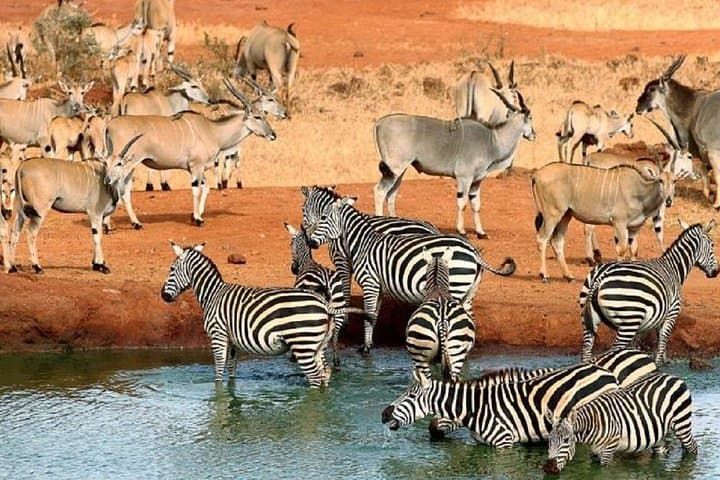 3-Day Private Safari in Tsavo West: Severin Safari Camp, Ngulia Rhino Sanctuary & Mzima Springs photo 2
