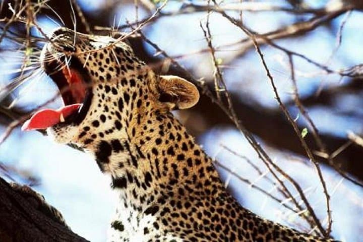 3-Day Private Safari in Tsavo West: Severin Safari Camp, Ngulia Rhino Sanctuary & Mzima Springs photo 3
