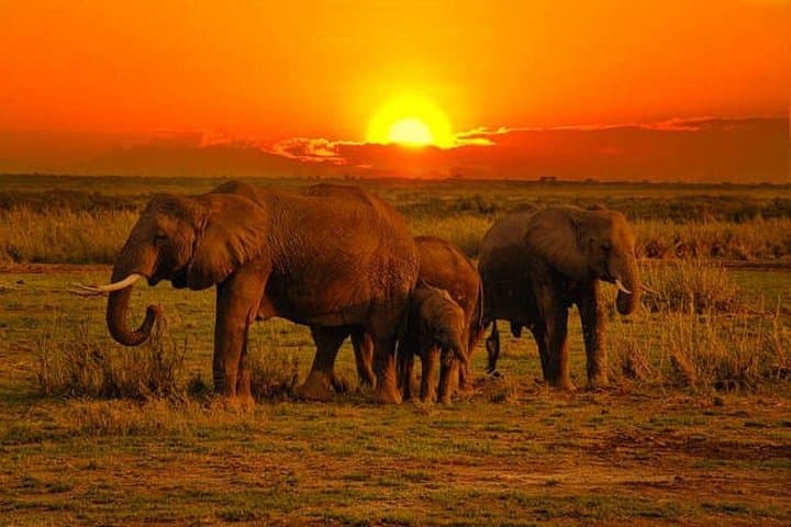 Tsavo West Safari: 3-Day Severin Safari Camp Adventure from Mombasa photo 4