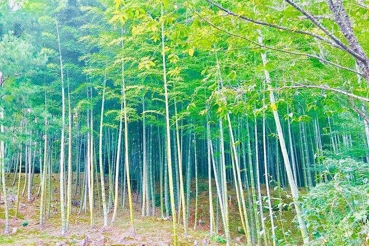 Half-Day Private Guided Tour to Arashiyama: Bamboo Groves, Tenryuji & Katsura River Walk photo 1