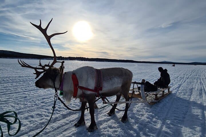 Sami Reindeer Sleigh Ride & Culture Day Tour in Jukkasjärvi photo 2