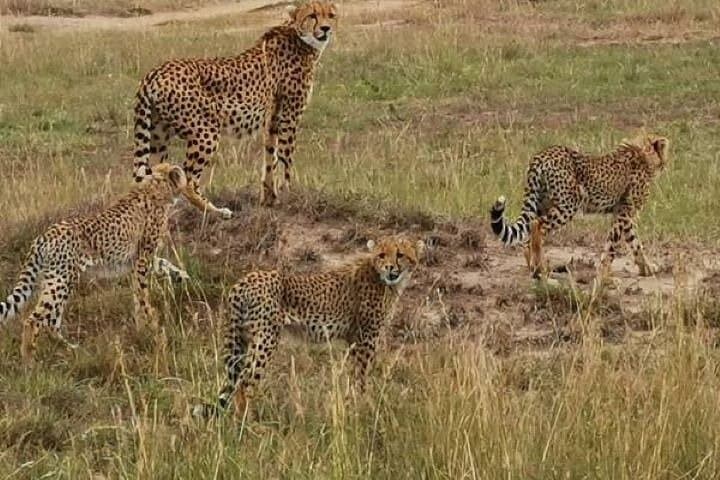 Amboseli Day Safari from Nairobi: Kilimanjaro Elephant Viewing