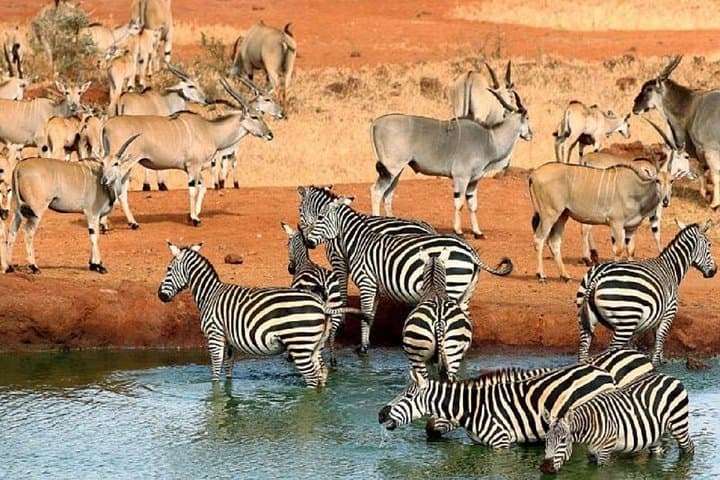 Overnight Safari to Severin Safari Camp — Tsavo West Game Drives & Mzima Springs photo 2