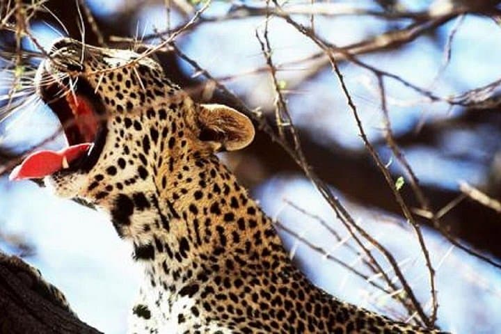 Overnight Safari to Severin Safari Camp — Tsavo West Game Drives & Mzima Springs