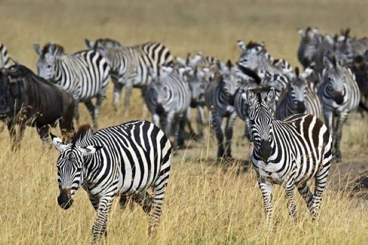 Amboseli Day Safari from Nairobi: Kilimanjaro Elephant Viewing photo 2