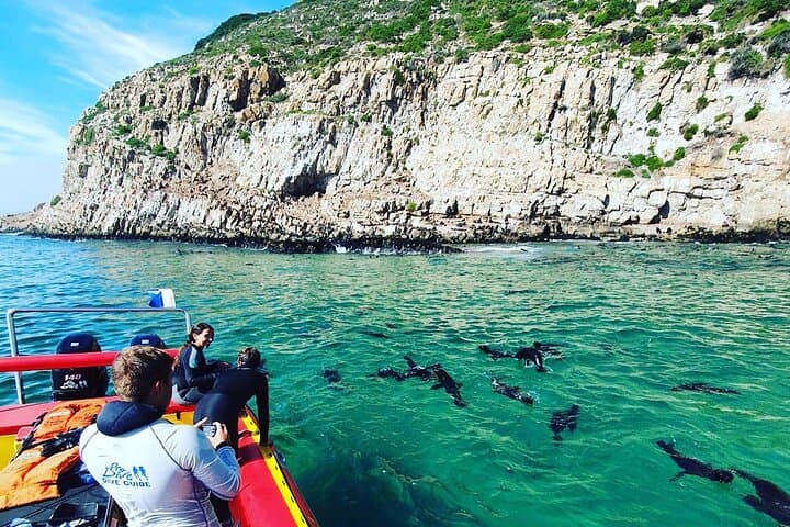 Up-Close with Cape Fur Seals: Robberg Boat Trip from Plettenberg Bay photo 2