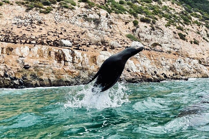 Up-Close with Cape Fur Seals: Robberg Boat Trip from Plettenberg Bay photo 3