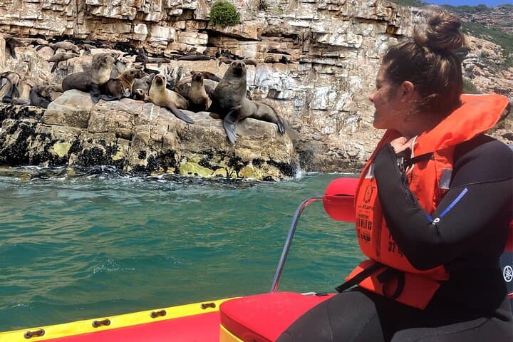 Up-Close with Cape Fur Seals: Robberg Boat Trip from Plettenberg Bay photo 5