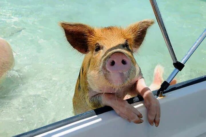 Nassau 3-Island Snorkel: Swimming Pigs, Turtles & Lunch aboard a 40ft Powerboat