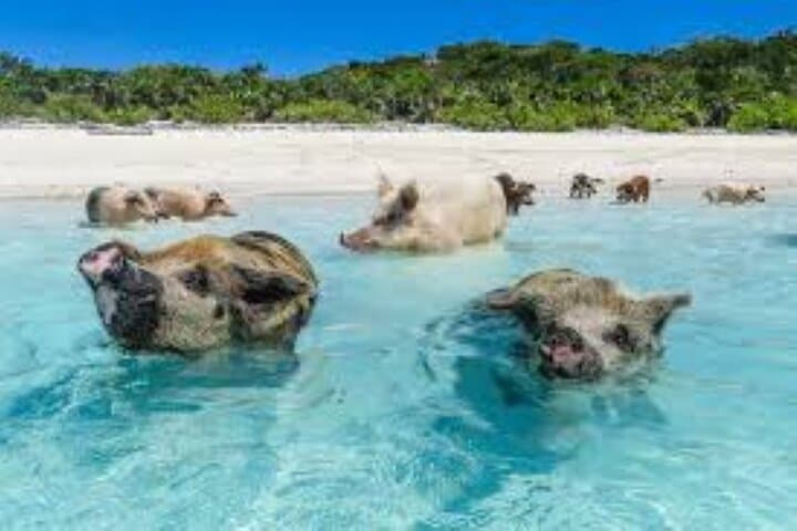 Nassau 3-Island Snorkel: Swimming Pigs, Turtles & Lunch aboard a 40ft Powerboat photo 5