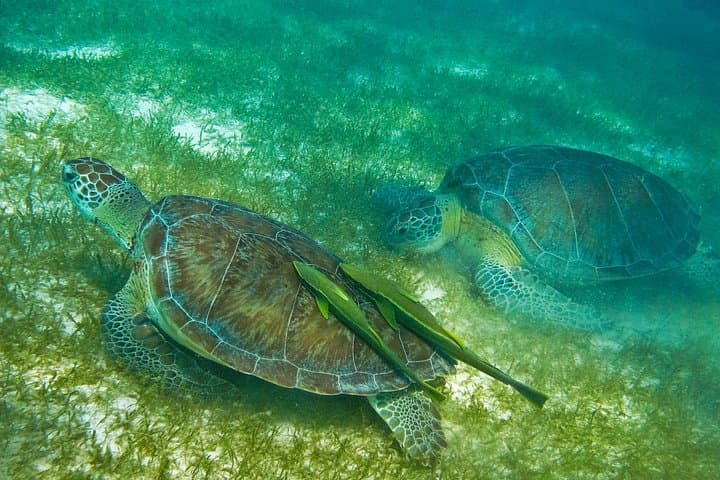 Tulum Ruins, Akumal Turtles & Cenote: Full-Day Riviera Maya Adventure photo 5