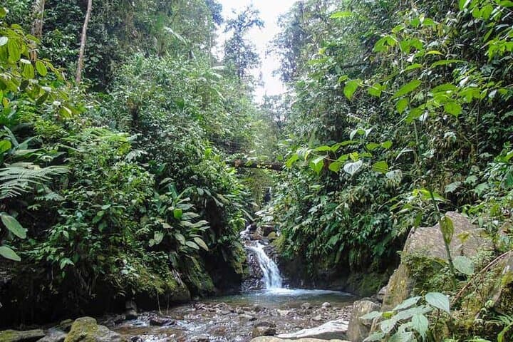 Mindo Cloud Forest Day Tour from Quito: Hummingbirds, Waterfalls & Wildlife photo 5