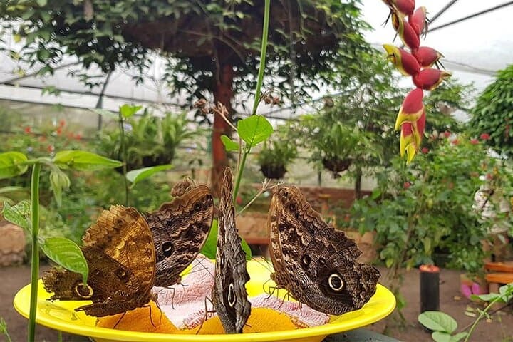 Mindo Cloud Forest Day Tour from Quito: Hummingbirds, Waterfalls & Wildlife photo 6