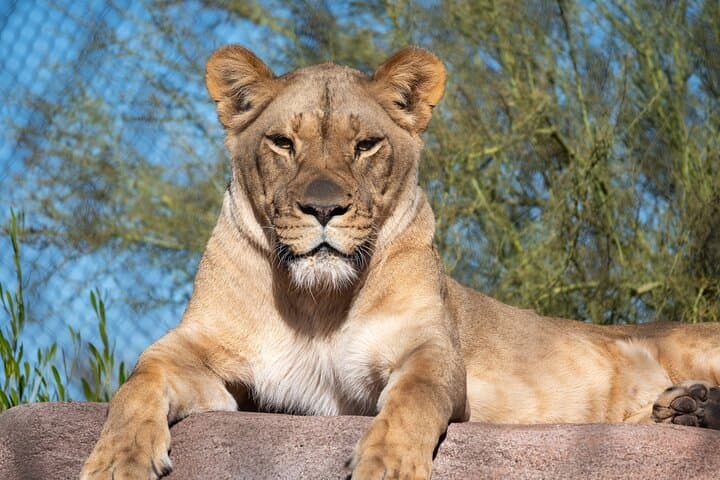 Explore Phoenix Zoo: One-Day Wild Adventure in Papago Park photo 5