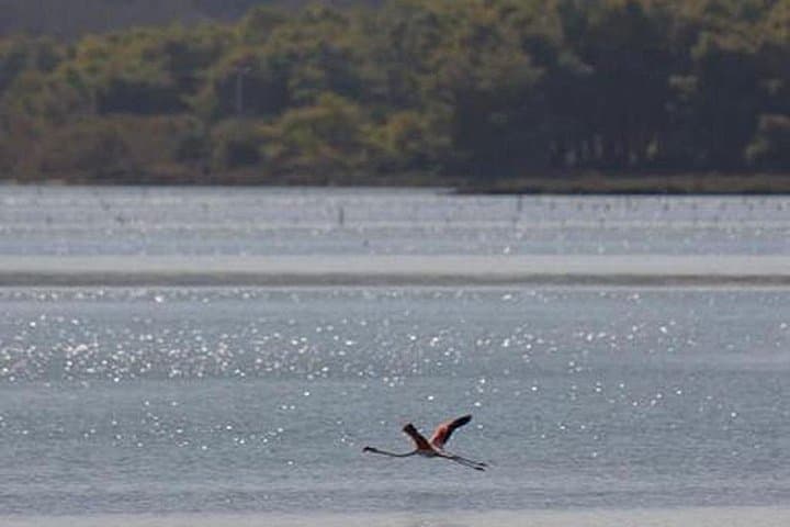 Birdwatching at Narta Lagoon & Akerni Dunes — Flamingos, Pelicans & Coastal Dunes Near Vlore photo 2