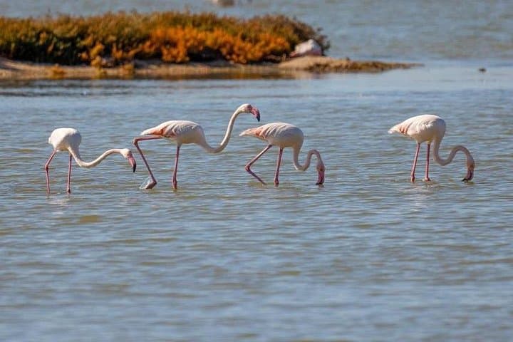 Birdwatching at Narta Lagoon & Akerni Dunes — Flamingos, Pelicans & Coastal Dunes Near Vlore