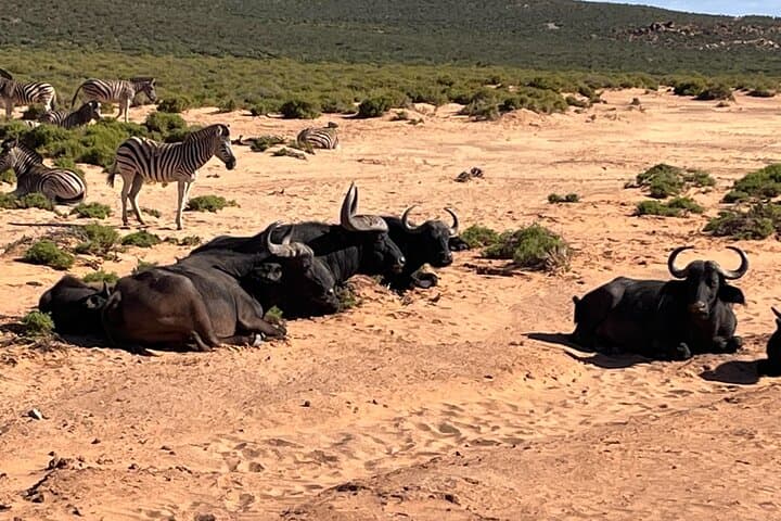 Private Safari at Aquila Game Reserve: Big 5 Day Trip from Cape Town photo 4