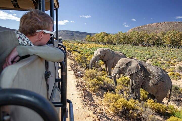 Big Five Safari and Wine Tasting Day Trip from Cape Town photo 6