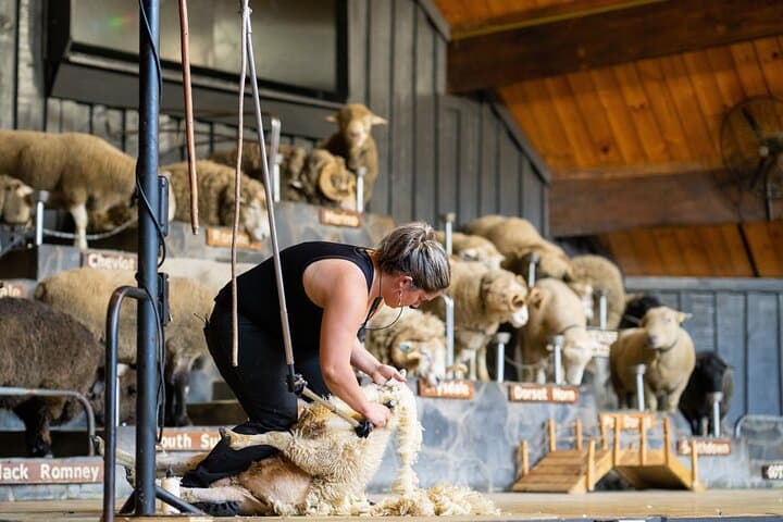 Agrodome Rotorua: Sheep Show, Farm Tour & All‑Terrain Farm Experience photo 1