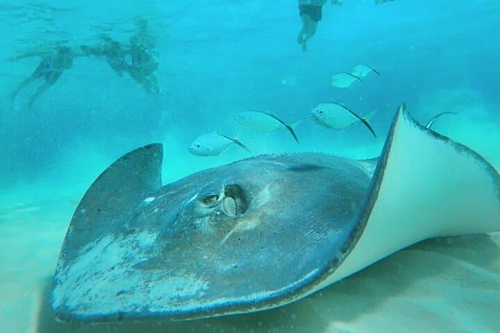 Private El Cielo Snorkel Tour in Cozumel — Reefs, Starfish & Manta Rays photo 4