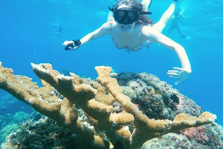 Private El Cielo Snorkel Tour in Cozumel — Reefs, Starfish & Manta Rays photo 3