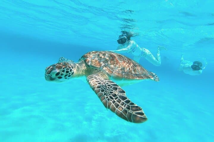 Private El Cielo Snorkel Tour in Cozumel — Reefs, Starfish & Manta Rays photo 2