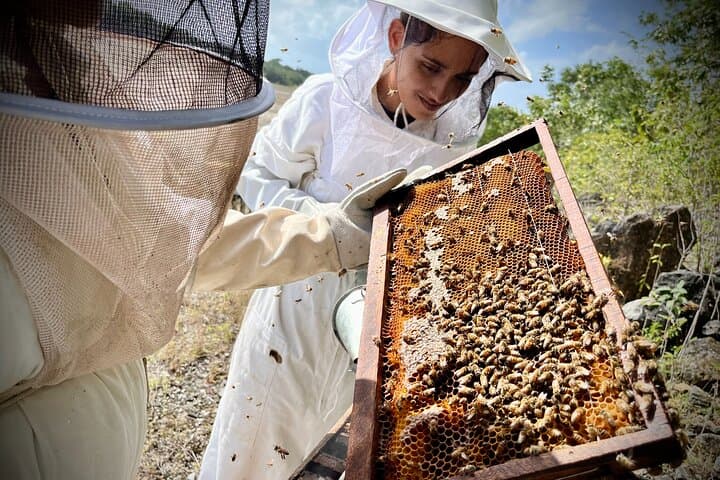 Cozumel Bee Farm Honey & Chocolate Tasting with East Side Sightseeing photo 6