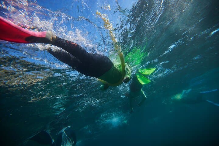 Manly Snorkel at Cabbage Tree Bay: Small-Group Guided Snorkeling & Headland Walk photo 4