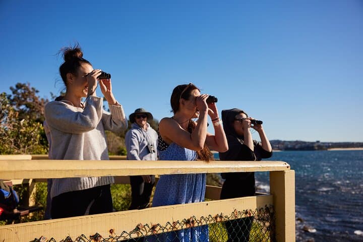 Manly Snorkel at Cabbage Tree Bay: Small-Group Guided Snorkeling & Headland Walk photo 6