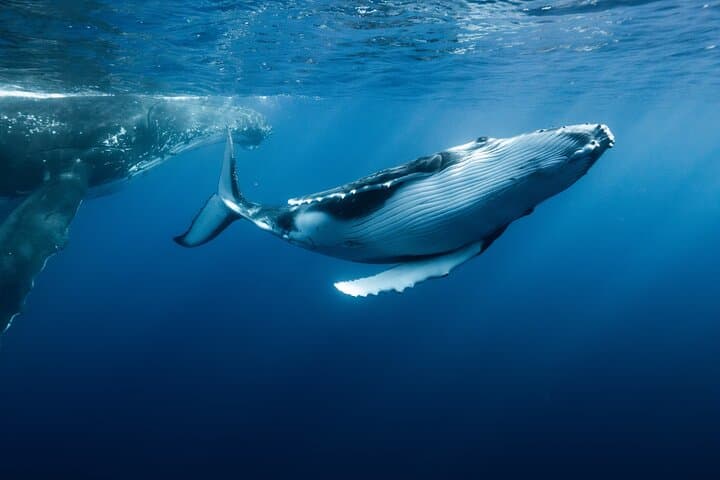 Full-Day Private Whale Watching Tour with Lunch in Moorea