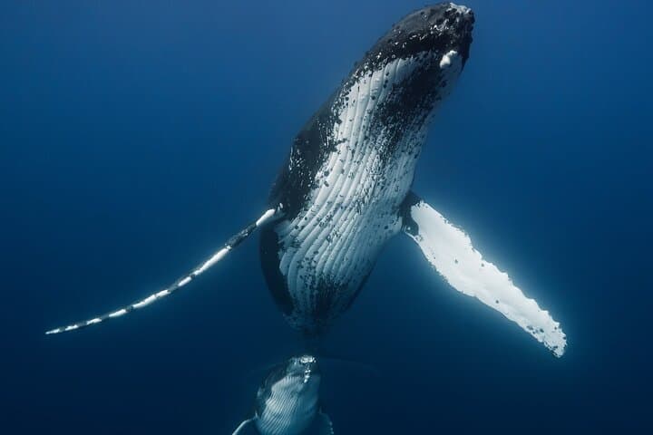 Full-Day Private Whale Watching Tour with Lunch in Moorea photo 2