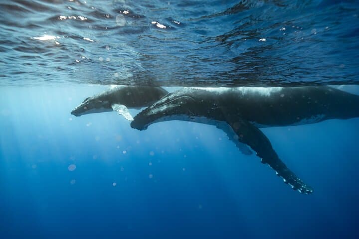 Full-Day Private Whale Watching Tour with Lunch in Moorea photo 3