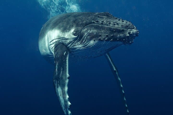 Full-Day Private Whale Watching Tour with Lunch in Moorea photo 5