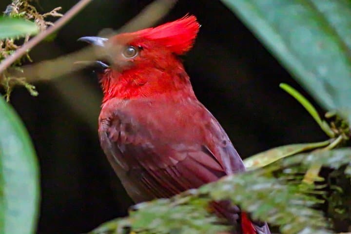 Birding to Sta. Rita Waterfall: Endemic Birds and River-Edge Trails near Salento photo 3