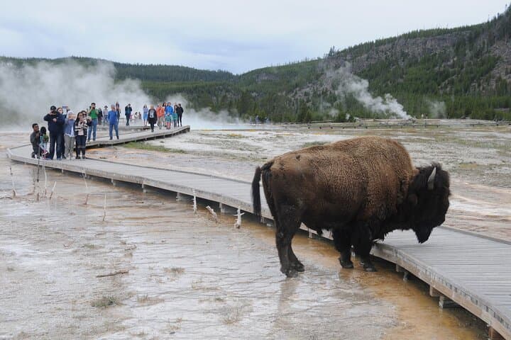 Yellowstone Lower Loop Tour: Old Faithful, Grand Prismatic & Bison Jams photo 3