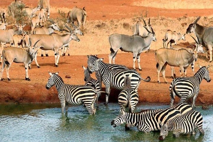 Tsavo West Safari: 3-Day Severin Safari Camp Adventure from Mombasa photo 2